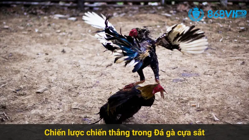Chiến Thắng Với Đá Gà Cựa Sắt 868vip Hiệu Quả 2 Chiến lược chiến thắng trong Đá gà cựa sắt