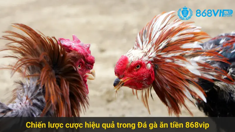 Chinh Phục Đá Gà Ăn Tiền 868vip Dễ Dàng Cho Bet Thủ Online 3 Chiến lược cược hiệu quả trong Đá gà ăn tiền 868vip