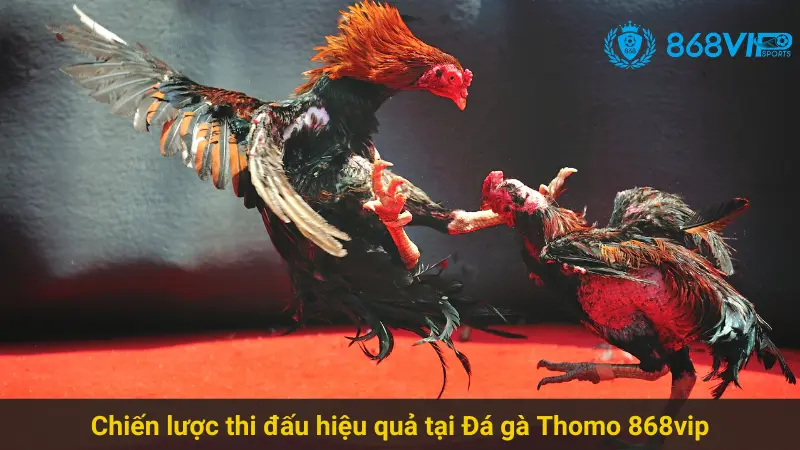 Chinh Phục Đá Gà Thomo 868vip Với Chiến Thuật Hiệu Quả 3 Chiến lược thi đấu hiệu quả tại Đá gà Thomo 868vip