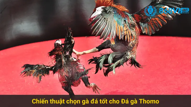 Chinh Phục Đá Gà Thomo 868vip Với Chiến Thuật Hiệu Quả 2 Chiến thuật chọn gà đá tốt cho Đá gà Thomo
