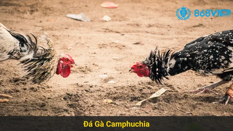 Tìm Hiểu Chiến Thuật Chơi Đá Gà Camphuchia 868vip Hiệu Quả 2 Tìm Hiểu Chiến Thuật Chơi Đá Gà Camphuchia 868vip Hiệu Quả