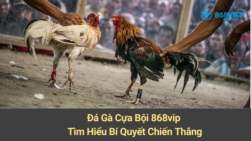 Đá Gà Cựa Bội 868vip: Tìm Hiểu Bí Quyết Chiến Thắng  10 Đá Gà Cựa Bội 868vip: Tìm Hiểu Bí Quyết Chiến Thắng