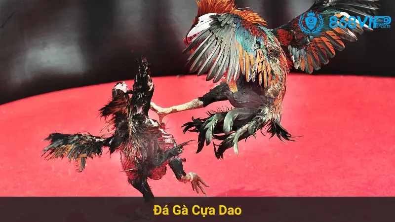Chiến Thuật Thắng Lớn Trong Đá Gà Cựa Dao 868vip Online 5 Chiến Thuật Thắng Lớn Trong Đá Gà Cựa Dao 868vip Online