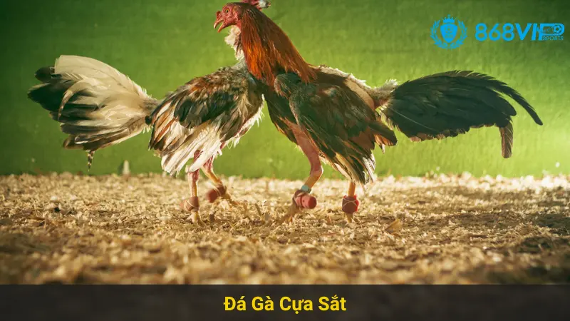 Chiến Thắng Với Đá Gà Cựa Sắt 868vip Hiệu Quả 4 Chiến Thắng Với Đá Gà Cựa Sắt 868vip Hiệu Quả