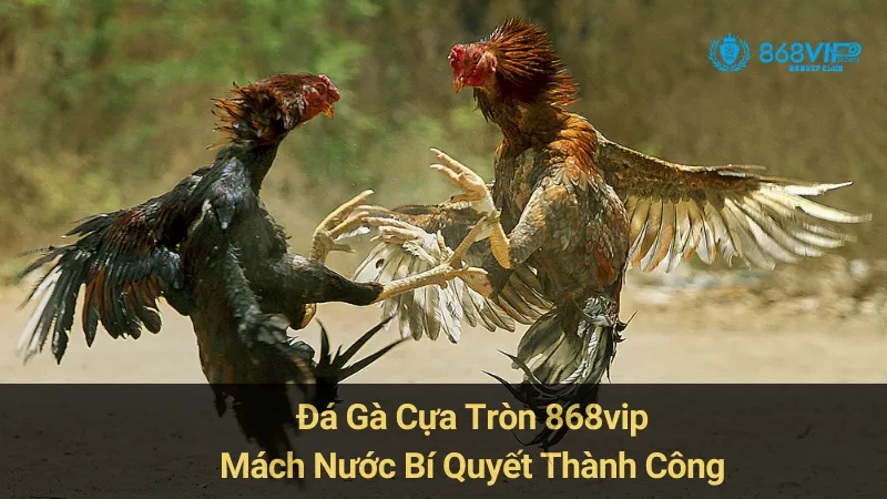 Đá Gà Cựa Tròn 868vip: Mách Nước Bí Quyết Thành Công 1 Đá Gà Cựa Tròn 868vip: Mách Nước Bí Quyết Thành Công