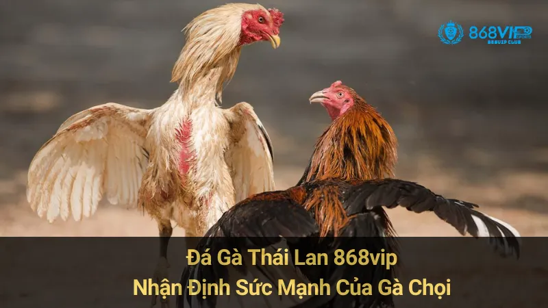 Đá Gà Thái Lan 868vip: Nhận Định Sức Mạnh Của Gà Chọi 7 Đá Gà Thái Lan 868vip: Nhận Định Sức Mạnh Của Gà Chọi
