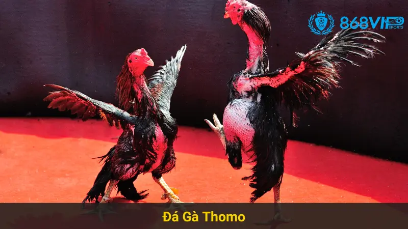 Chinh Phục Đá Gà Thomo 868vip Với Chiến Thuật Hiệu Quả 3 Chinh Phục Đá Gà Thomo 868vip Với Chiến Thuật Hiệu Quả