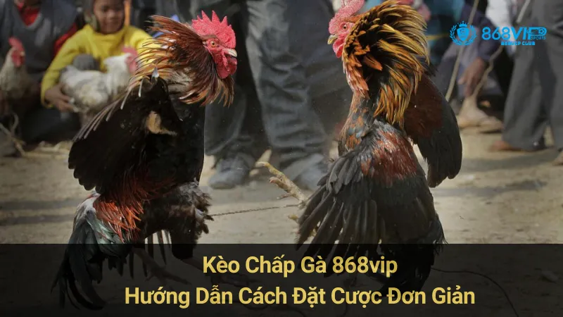 Kèo Chấp Gà 868vip: Hướng Dẫn Cách Đặt Cược Đơn Giản 5 Kèo Chấp Gà 868vip: Hướng Dẫn Cách Đặt Cược Đơn Giản