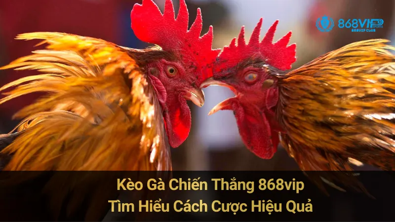 Kèo Gà Chiến Thắng 868vip: Tìm Hiểu Cách Chọn Hiệu Quả  3 Kèo Gà Chiến Thắng 868vip: Tìm Hiểu Cách Chọn Hiệu Quả