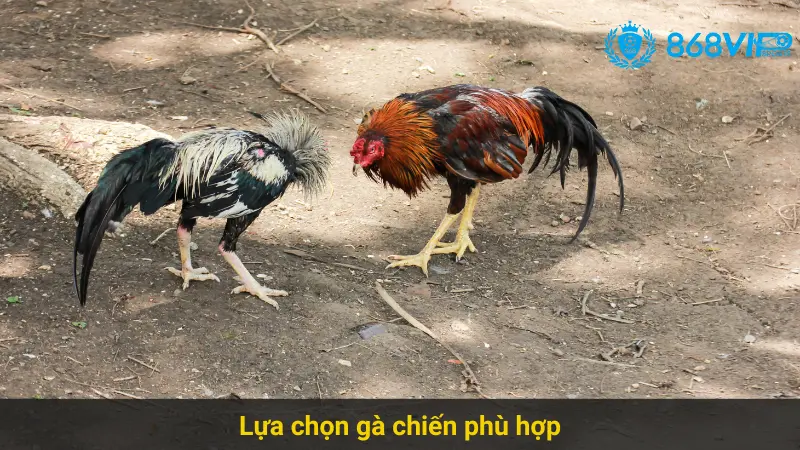 Chiến Thuật Thắng Lớn Trong Đá Gà Cựa Dao 868vip Online 2 Lựa chọn gà chiến phù hợp