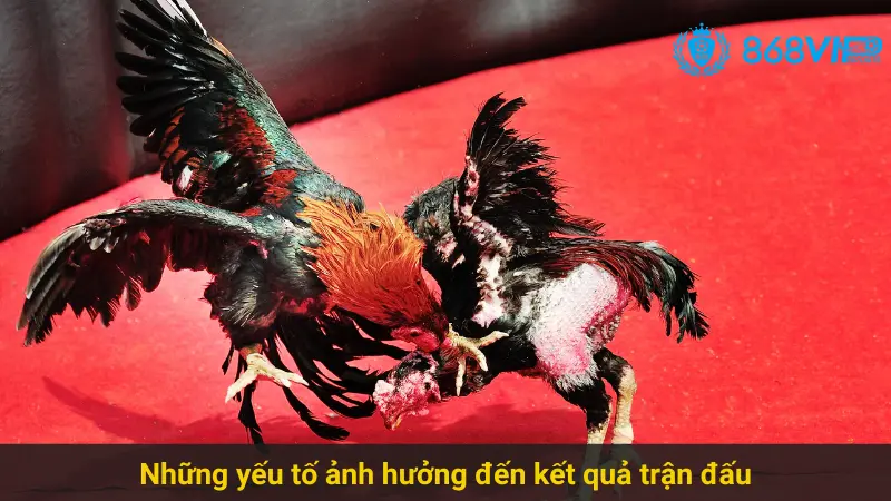 Chiến Thắng Với Đá Gà Cựa Sắt 868vip Hiệu Quả 3 Những yếu tố ảnh hưởng đến kết quả trận đấu