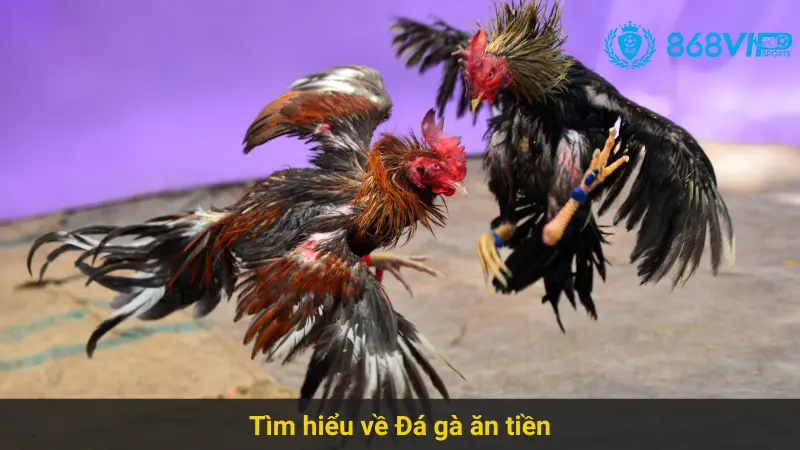 Chinh Phục Đá Gà Ăn Tiền 868vip Dễ Dàng Cho Bet Thủ Online 2 Tìm hiểu về Đá gà ăn tiền