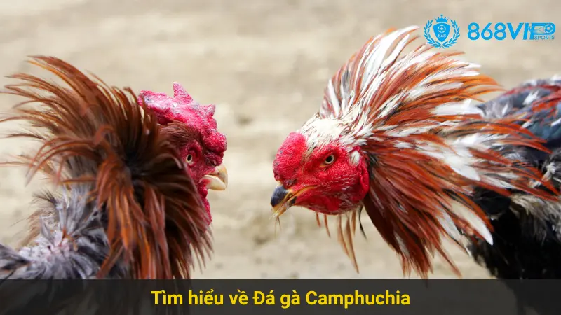 Tìm Hiểu Chiến Thuật Chơi Đá Gà Camphuchia 868vip Hiệu Quả 2 Tìm hiểu về Đá gà Camphuchia 868vip